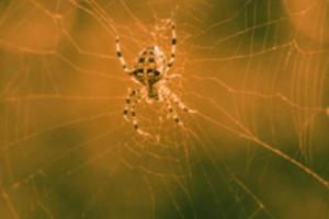 Blurred background with a spider on a web in the forest. Defocus. Halloween concept. photo