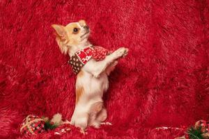 Chihuahua on a red fluffy background with New Year's toys. Christmas holiday and dog. photo