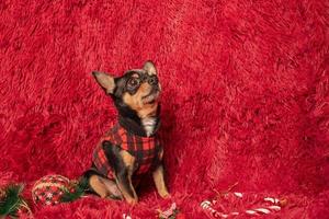 Chihuahua dog in clothes at home. Purebred dog on a red plaid with New Year's toys. photo