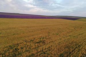 Aerial view of wheat and lavender fields photo