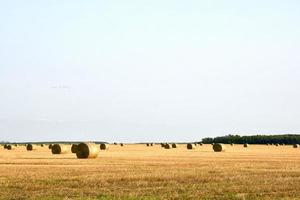 a field full of round bales on a fall day photo