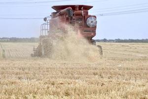 a combine is seen from behind as it clears a field