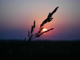 Steppe flowers on sunset background photo