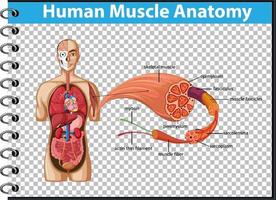 anatomía del músculo humano con anatomía del cuerpo vector