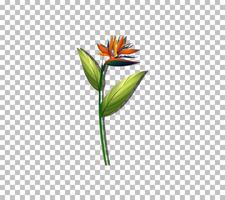 Bird of paradise flower on grid background vector
