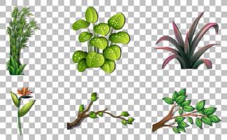 Set of variety plants on grid background vector