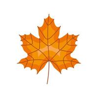 autumn maple leave vector