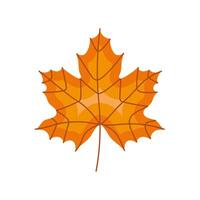 autumn maple leave vector