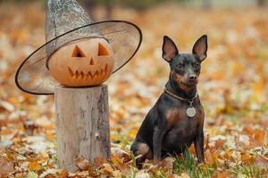 pequeño perro pinscher en el parque con cabeza de calabaza halloween foto