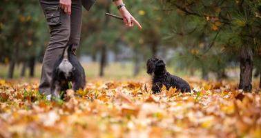 man trains a small schnauzer puppy in the park photo