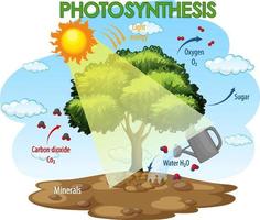 Diagram showing process of photosynthesis in plant vector