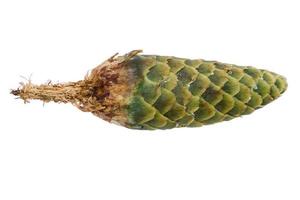 A fir a cone on a white background photo