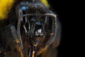 Head portrait of a bumblebee photo