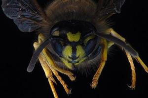 Portrait of the opposite side of a wasp photo