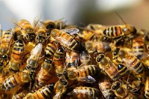 enjambre de abejas melíferas trabajando duro en su colmena foto