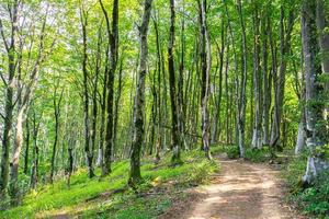 Beautiful Forest view in Sataplia nature reserve. Caucasus fauna and flora concept photo