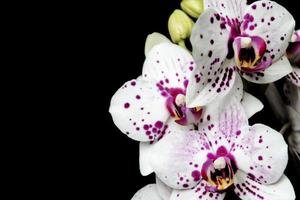 Orquídeas exóticas de flores blancas y rosadas de cerca sobre un fondo negro aislado foto