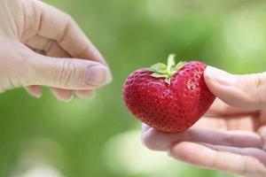 Female hands transmit strawberries in the form of a heart