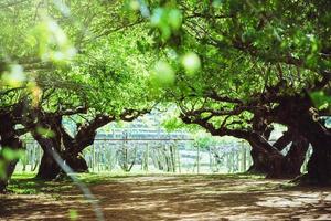 el sol brillando a través de un majestuoso árbol verde, un verano. fondo verde arbol foto