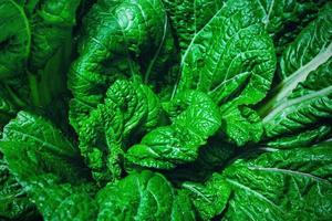 las hojas de mostaza verde. hojas de lechuga frescas, vegetales verdes no tóxicos foto