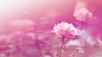 background nature Flower Valentine. Orange pastel rose full flower. Blurred Background photo