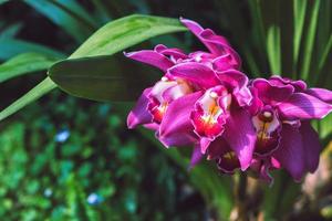 Cymbidium orchid pink flower in garden at winter at Chiangmai, Postcard design Cymbidium orchid