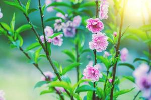 Beautiful Sakura flowers blooming in the morning. photo