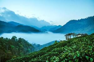 Valle de niebla de montaña durante el amanecer. paisaje natural de verano, plantación de té de montaña. foto