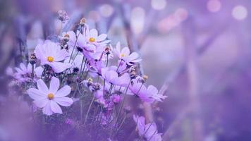 background nature Flower mexican aster. purple flowers. background blur. wallpaper Flower, Space for text. photo