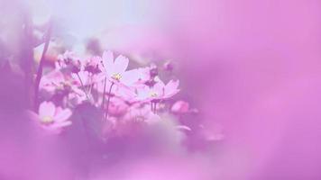 fondo naturaleza flor mexicano aster rosa. desenfoque de flor de fondo. flor de papel tapiz, espacio para texto. cosmos de azufre. cosmos rosa. foto