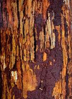 The vivid red trunk of the tree photo