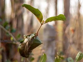 Leaf wrapped as a nest of red ants photo