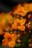 orange color flower of Kalanchoe photo