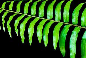 frescura hoja verde de helecho foto