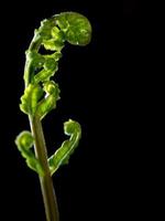 Bud leaf of Fern on black background photo