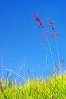 Flower of Natal redtop ruby grass in wind and blue sky photo