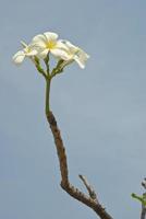 White Plumeria on sky background photo