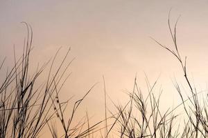 Dried blade of grass in the evening light photo