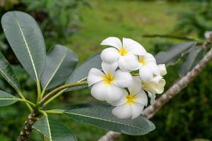 white yellow frangipani photo
