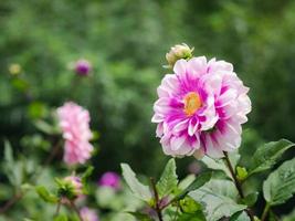 blooming pink dahlia flowers with yellow pollen on garden photo