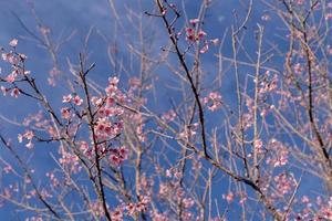 blooming pink wild himalayan cherries on tree branches photo