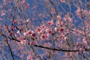 blooming pink wild himalayan cherries on tree branches photo