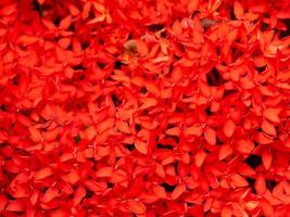 blooming red spike flower or colorful Ixora coccinea garden background photo