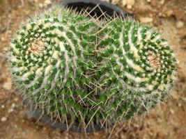 Mammillaria geminispina cactus
