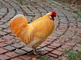 pollo de plumas amarillas caminando foto
