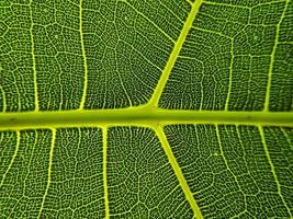 la imagen de detalle de una hoja. imagen macro para efecto de diseño. vena, nervadura central y hoja de cerca. foto