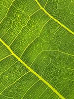 The detail image of a leaf. Macro image for design effect. Vein, midrib, and blade close up. photo