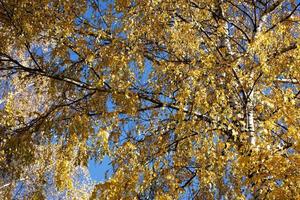 Detalle del árbol de abedul de color amarillo otoñal foto
