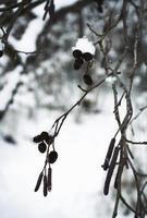 detail of a snowy alder branch photo