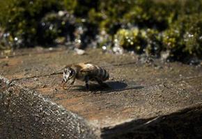 bee drinks water in a wet plate photo